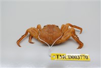 藏品(無斑斜紋蟹)的圖片